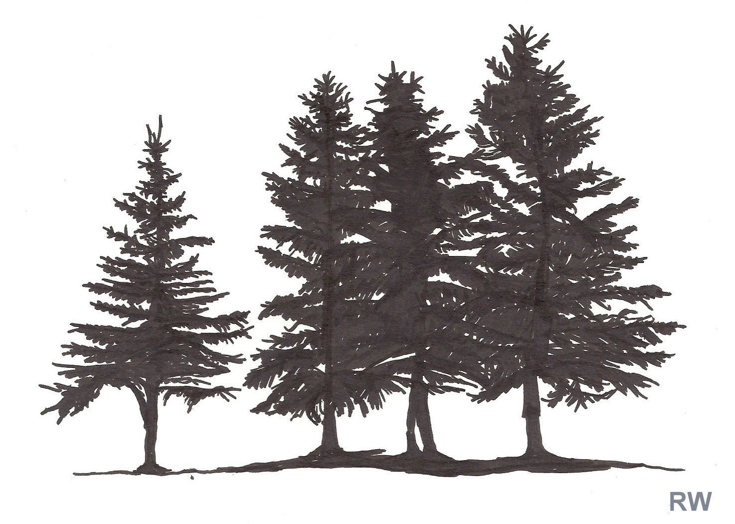 Spruce Trees Ink Drawing SALE