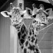 Giraffe Necks Intertwined Black and White 5x7 Glossy Photograph with Photo Mat