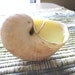 Seashell Candle, Lemongrass scented, Handmade in Southwest Florida Seashell