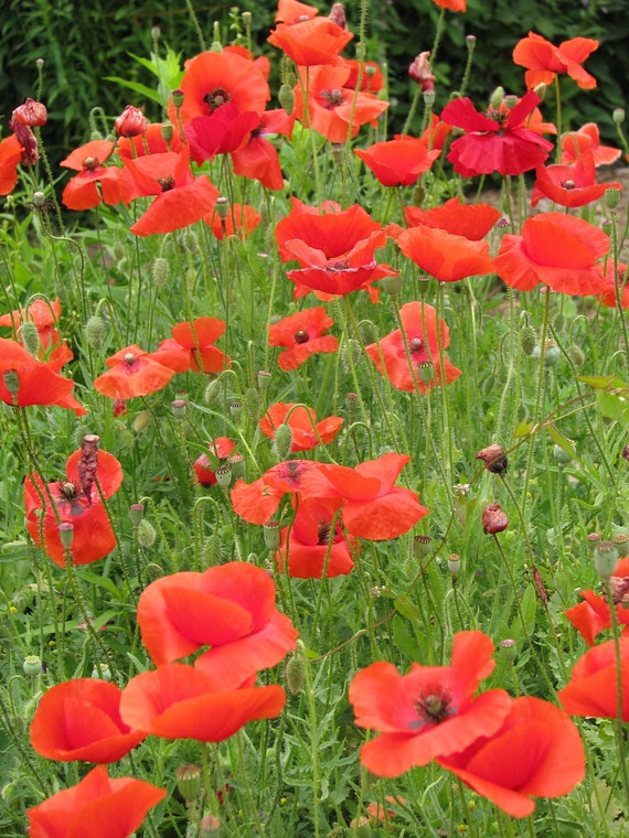 Red Poppy Seeds Papaver rhoeas