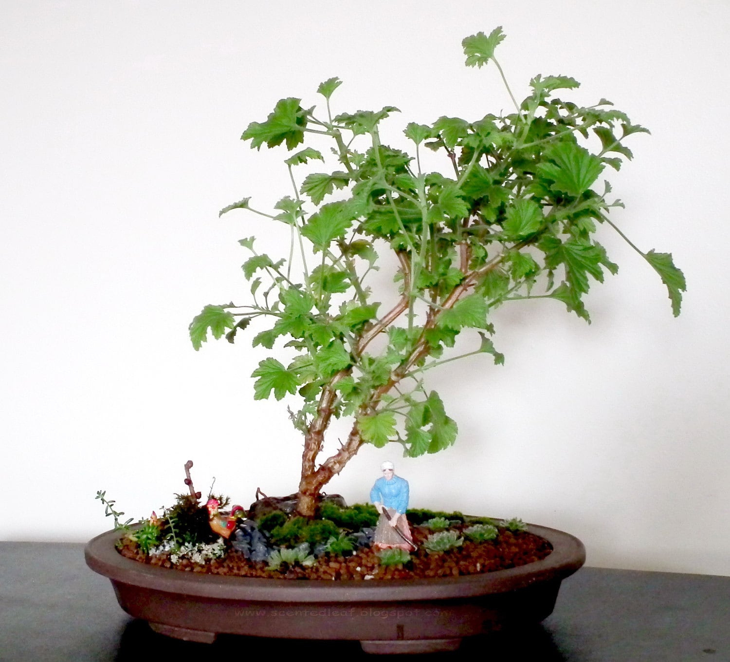 citronella scented pelargonium lemon scented geranium 5 citronella scented pelargonium lemon scented geranium 5