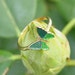 Avon "Shy Butterfly" gold tone ring 1978 green and blue