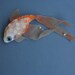 PEZ unique animal brooch, ocean theme, sea life brooch, something fishy, soft sculpture