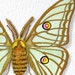 Luna Moth Spanish Moon Moth original painting - insect art pale green gold