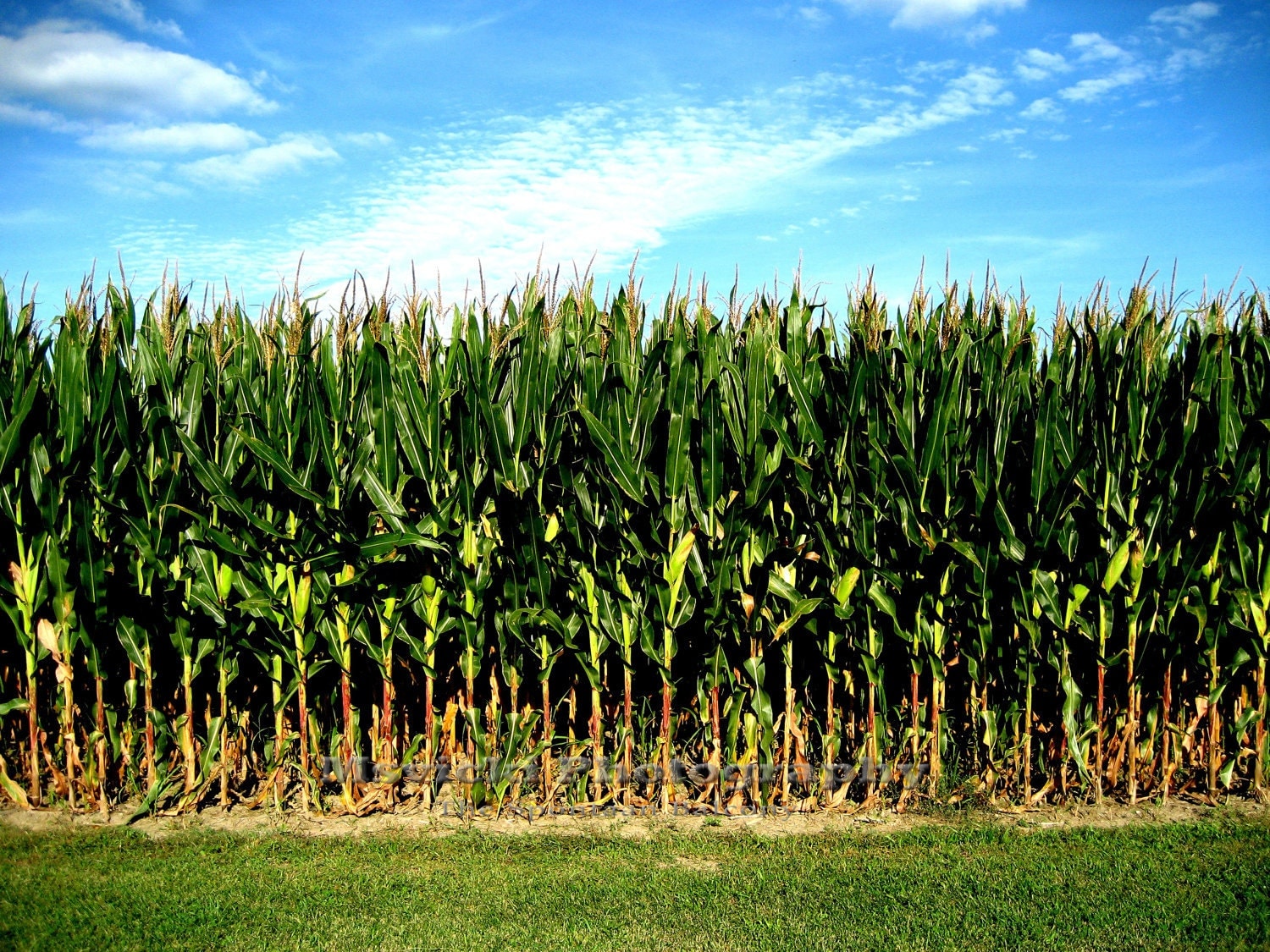 Popcorn Or Field Corn What S The Difference The Farmwife Crafts