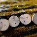 Handmade Locust Buttons (Set of 4)