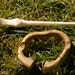 Shawl pin- Cherry wood slice