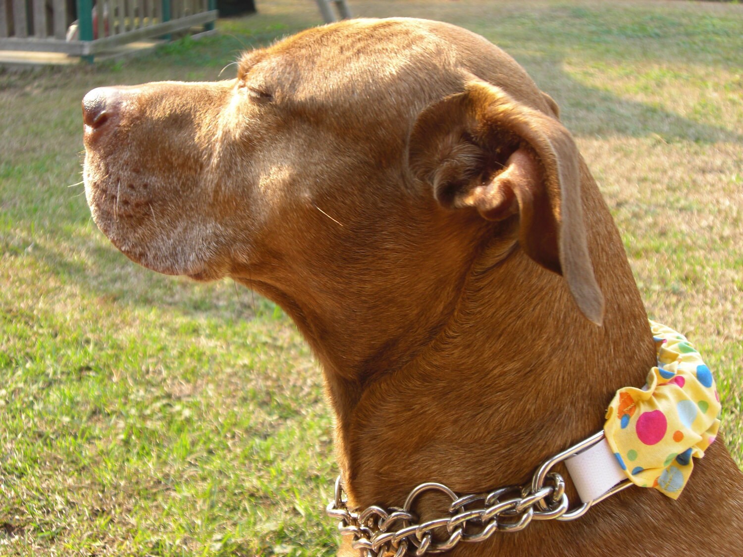 Custom Prong/Pinch Collar Cover Velcro Closure