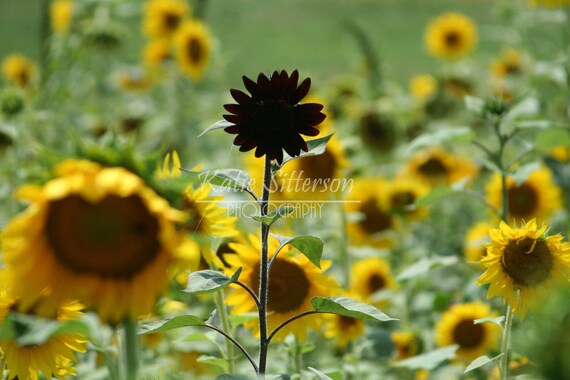 Sunflower Photograph with Unique Sunflower Summer Photo Art