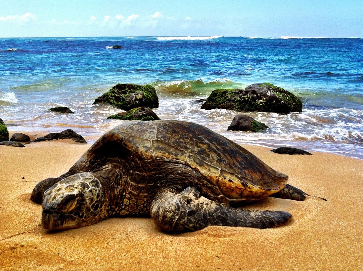 North Shore Hawaii Sea Turtle II Photo Art Print 8 x