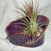 Burgandy Ceramic Pot with Tillansia Air Plant.