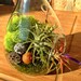 Teardrop Air Plant and Moss Terrarium - A wonderful birthday gift idea - DON'T FORGET to add a CHARM