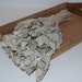 One Bunch of Preserved Lambs Ear