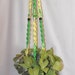 Lemon & Lime Fizz Plant Hanger
