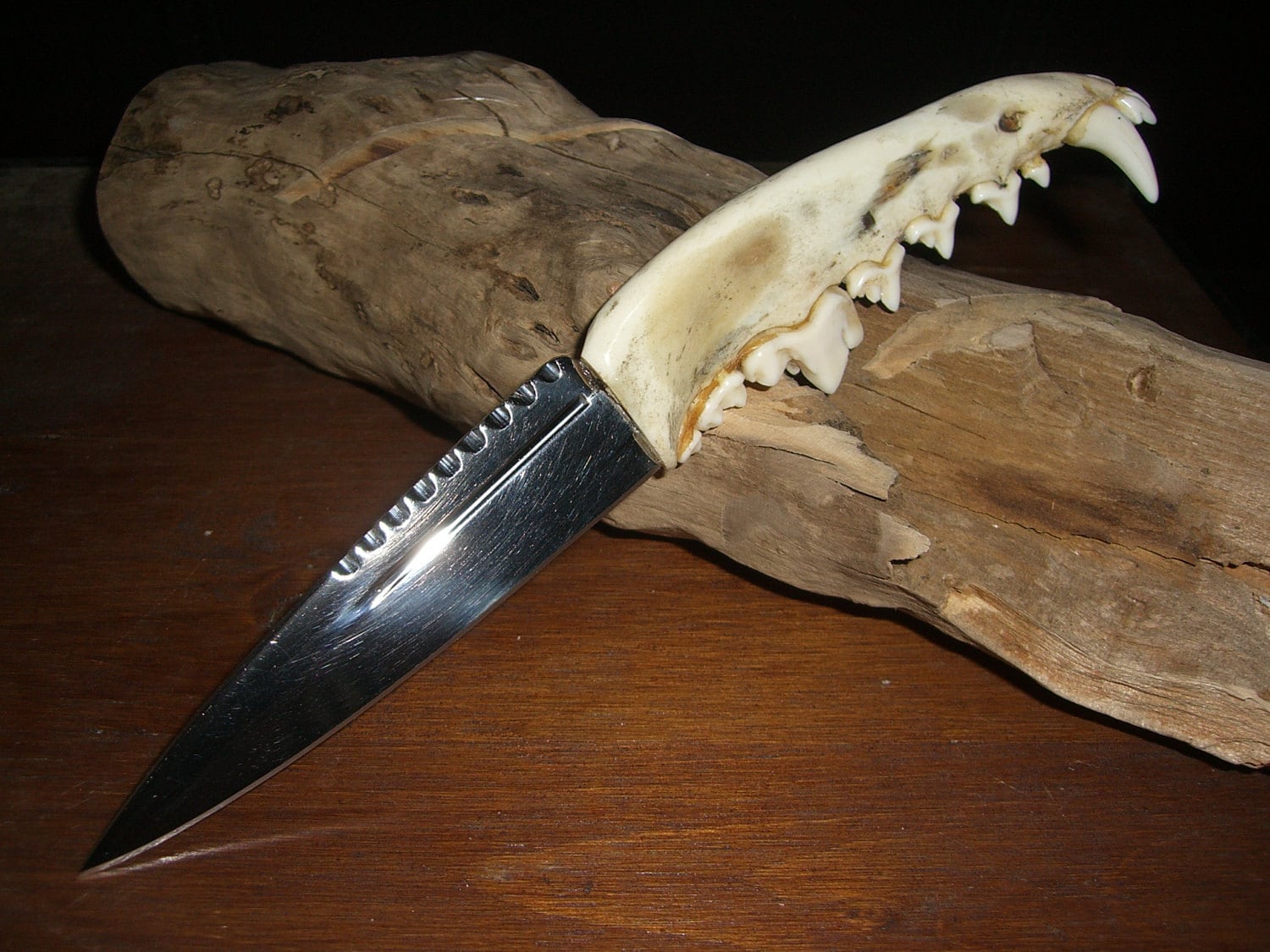 Custom knife Coyote jaw bone handle Scottish Dirk dagger w/