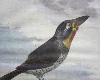 Antique Hand Colored Bird Engraving by Comte de Buffon-1766