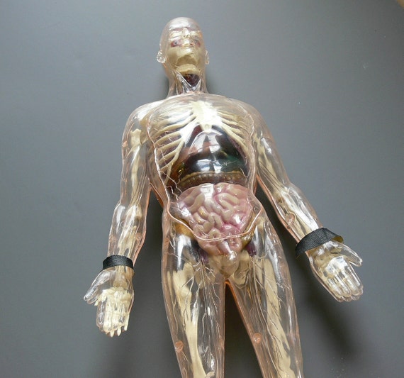 RESERVED FOR Alison The Invisible Man Scientific Model
