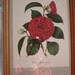 Vintage Botanical Framed Print Camellia Floral Shabby Cottage Garden Chic Red Flowers Japonica