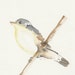 Bird Watercolor Painting Art Original Animal Aquarelle Flycatcher Garden Wall Decor