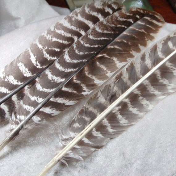 3 15 Brown White Striped Eastern Wild Turkey Quill