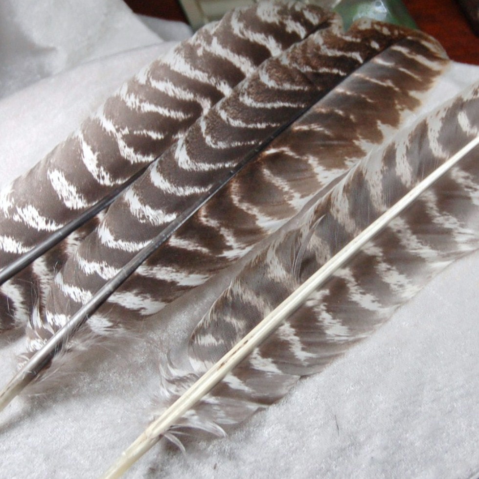 3 15 Brown White Striped Eastern Wild Turkey Quill by ArtFeathers