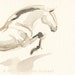 Jumping Horse Art ,Original Painting by Anna Noelle Rockwell,Framed Watercolor-"Clear Form"