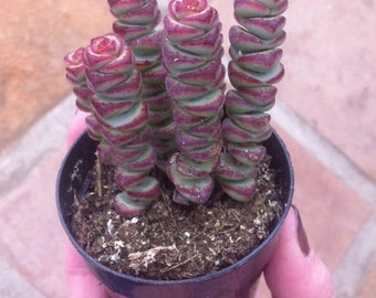 Succulent Plant - Crassula 'Baby Necklace'