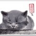 Greeting Card - "Sleepy Cat" - Pets Sumi-e Japanese Brush Painting - Reproduction Art Card