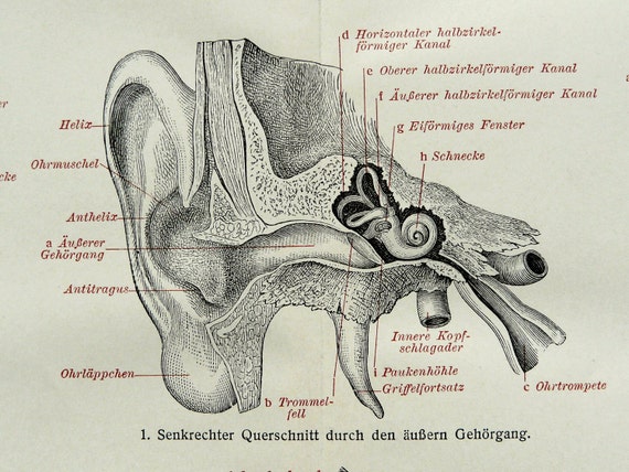 1897 Antique print of HUMAN EAR ANATOMY. 118 by AntiquePrintsOnly