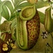 1897 Antique fine lithograph of CARNIVOROUS and INSECTIVOROUS PLANTS. 115 years old gorgeous print.