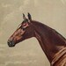 1890 Antique fine lithograph of a BROWN HORSE. 122 years old gorgeous print.