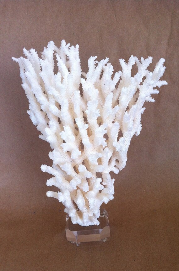 White Coral Branch On Acrylic Base Nautical Beach Home Decor | white coral branch on acrylic base nautical beach home decor White Coral Branch On Acrylic Base Nautical Beach Home Decor | white coral branch on acrylic base nautical beach home decor
