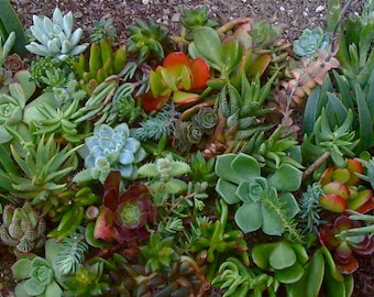 75 SUCCULENT CUTTINGS, Wholesale, Wedding Favors