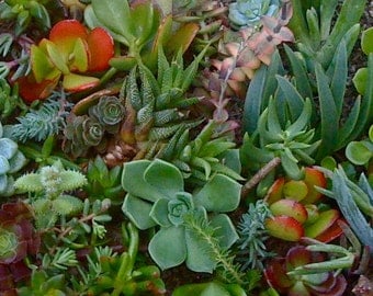 75 SUCCULENT CUTTINGS, Succulent Wedding Favors, wholesale