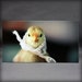 Chicks in Hats Magnet This Will Make Your Refrigerator Happy