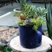 Succulent and Cactus in Blue Rustic Camping Mug Pot