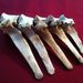 5 Piece Medium Deer Vertebrae