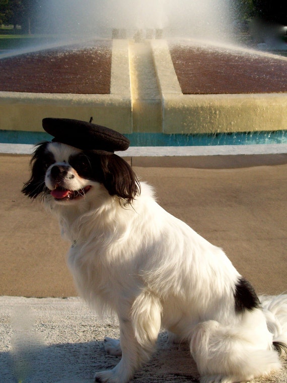 Dog Beret Black Small Dog Hat by Doginafez on Etsy