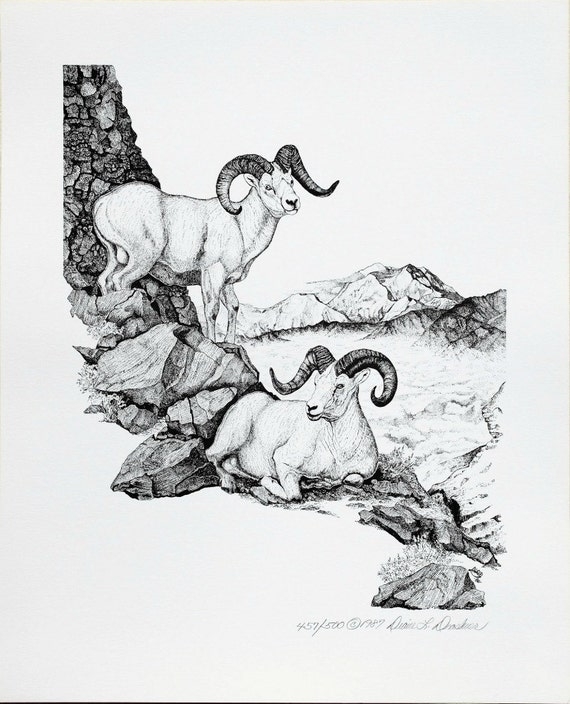 Dall Sheep, S/N Limited Edition Print of pen and ink wildlife drawing, one of Alaska's Big Four