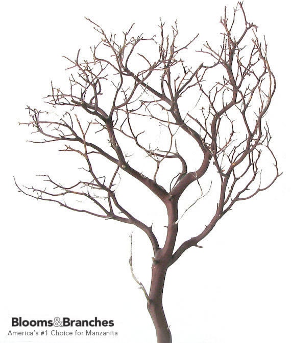 Natural Red Manzanita Branch 24 inches tall