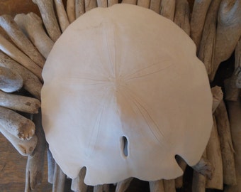 Beach Decor Gulf Sand dollar - Coastal Home Decor - Seashells - Seashell Supply - Beach Wedding