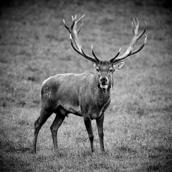 Deer Photo Buck Stag Picture Antlers Black & White Print