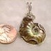 Ammolite Fossil Opalized on one side, brown on other side (Medium) Pendant Wire wrapped with Anti-Tarnish 930 Sterling Silver Pendant