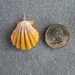 Premium Quality Kauai Sunrise Shell Pendant - Classic Color, Smooth Side, Solid Tiger Stripes