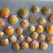 25 Kauai Sunrise Shells " Extra Super Value Pack" Great for Collectors and Jewelry Makers