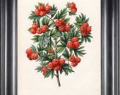 Items similar to BOTANICAL PRINT WITTE 8x10 Botanical Art Print 1 ...