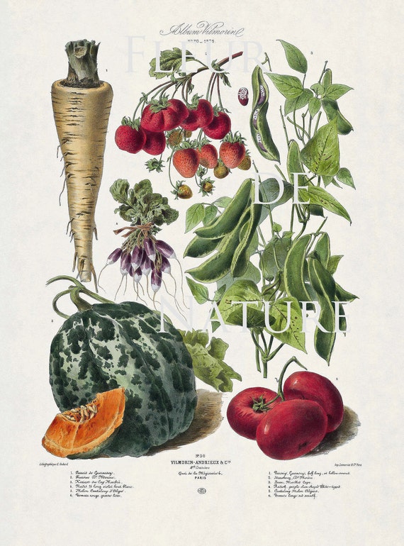 FRENCH VEGETABLE Garden 8X10 Botanical Art Print 30 Antique