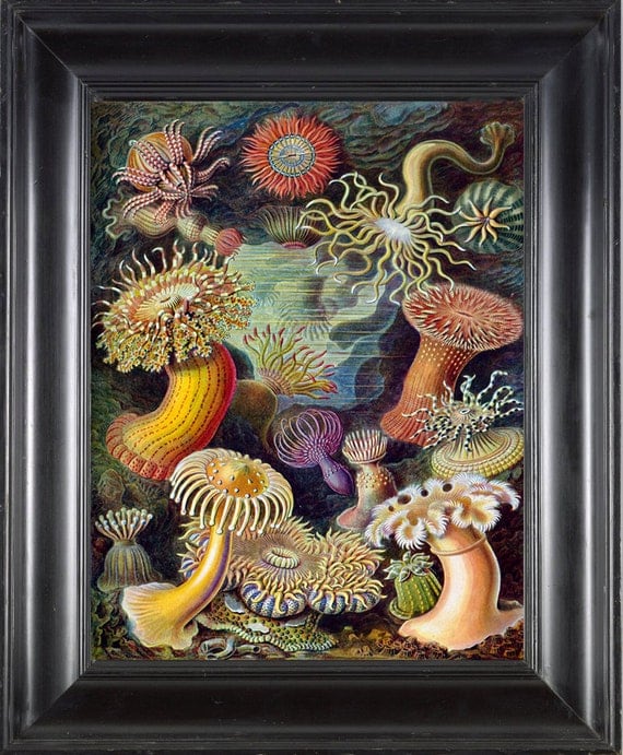 CORAL PRINT Ernst Haeckel 8X10 Botanical Art by FleurDeNature