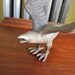 Solid Brass Bird, Raven