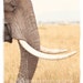 Wrinkles - African Elephant photograph in 11x14 mat